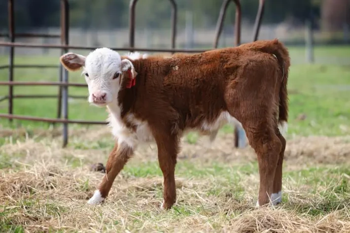 cattle listing photo